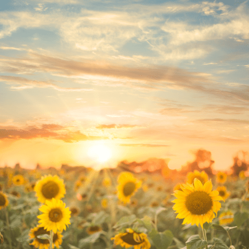 Sunflowers & Sunshine handmade soy candle in multiple jar styles